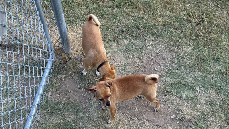 Dog Park at Love's Travel Stops - Calera, OK