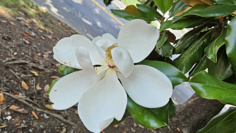 Calhoun City Park - Calhoun, GA