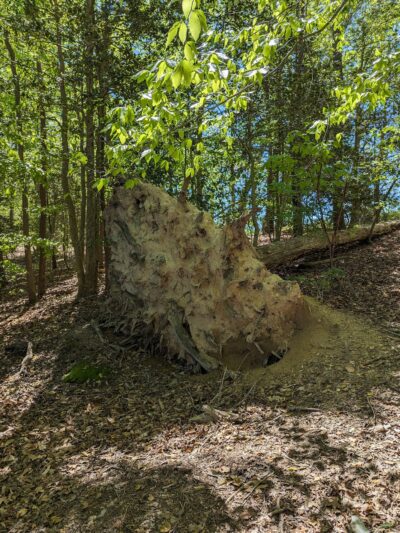St Marys River Watershed Park - California, MD