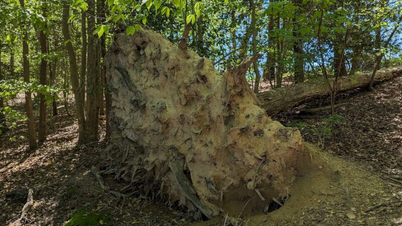 St Marys River Watershed Park - California, MD