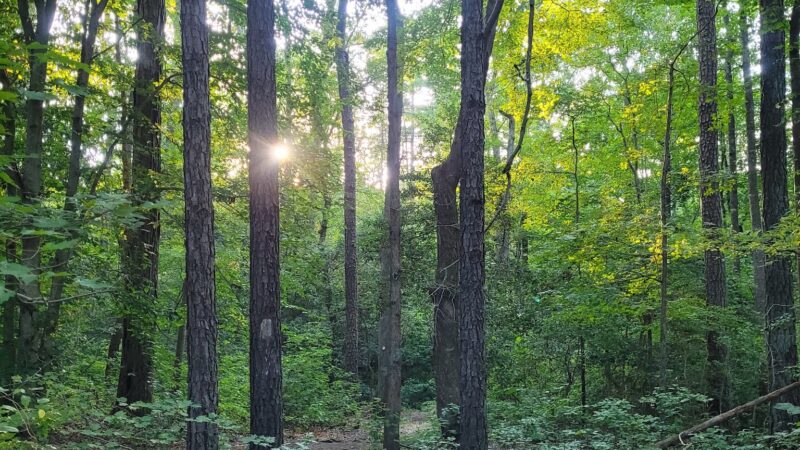 St Marys River Watershed Park - California, MD