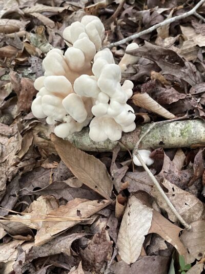St Marys River Watershed Park - California, MD