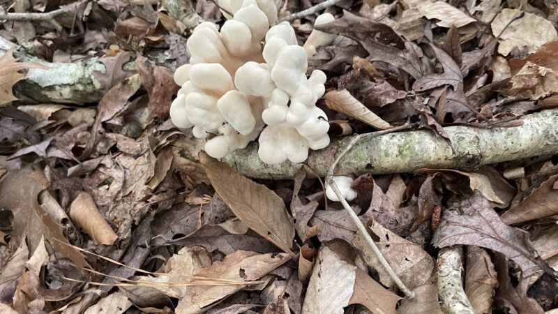 St Marys River Watershed Park - California, MD