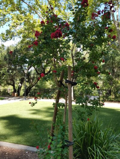 Calistoga Parks & Recreation - Calistoga, CA