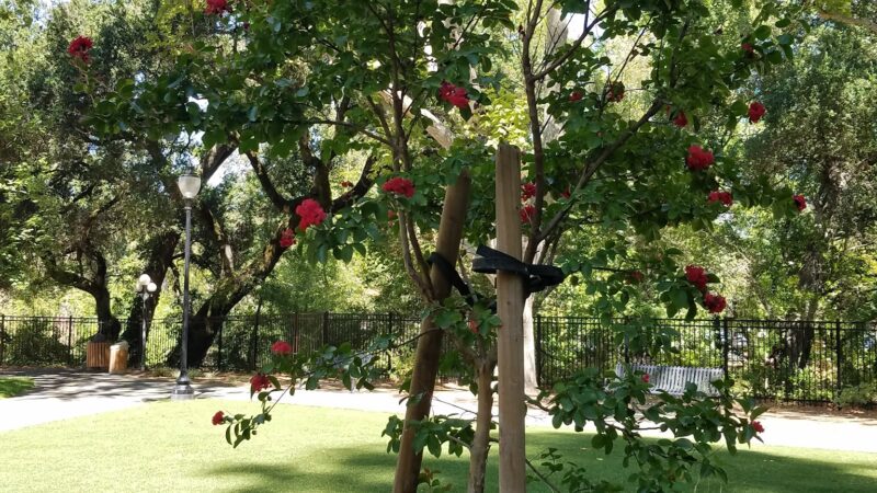 Calistoga Parks & Recreation - Calistoga, CA