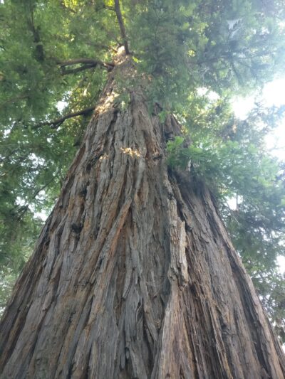 Calistoga Parks & Recreation - Calistoga, CA