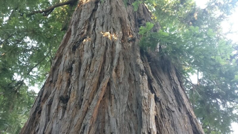 Calistoga Parks & Recreation - Calistoga, CA