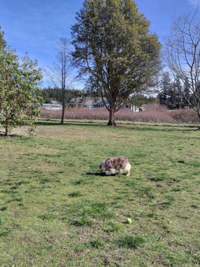 Henry Hollow Dog Park - Camano, WA