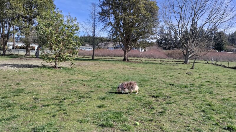 Henry Hollow Dog Park - Camano, WA