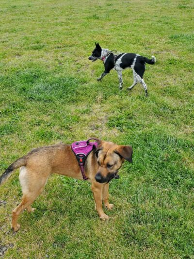 Henry Hollow Dog Park - Camano, WA