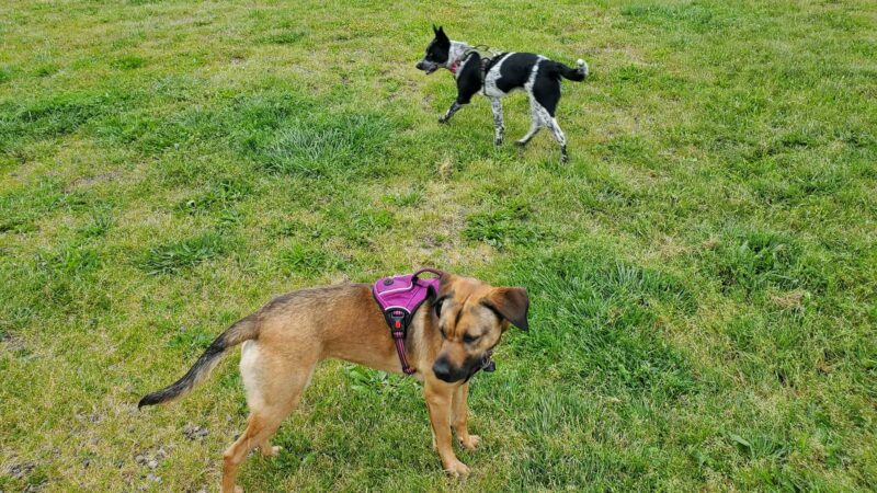 Henry Hollow Dog Park - Camano, WA