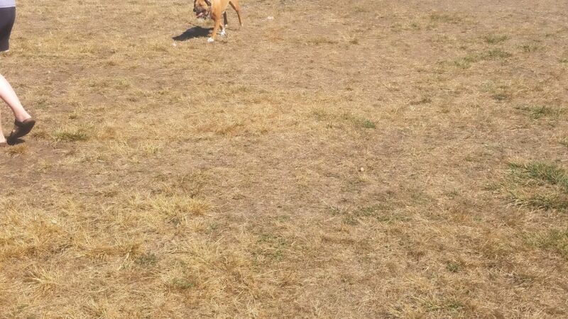 Henry Hollow Dog Park - Camano, WA