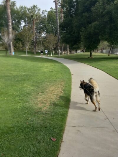 Mission Oaks Dog Park - Camarillo, CA