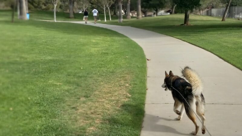 Mission Oaks Dog Park - Camarillo, CA