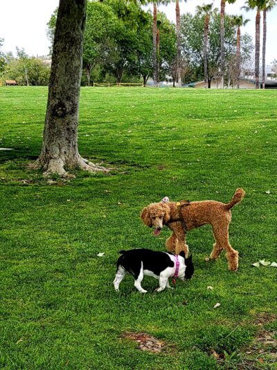 Mission Oaks Dog Park - Camarillo, CA