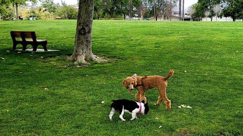 Mission Oaks Dog Park - Camarillo, CA