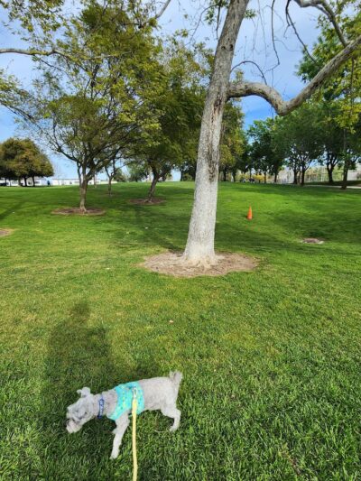 Mission Oaks Dog Park - Camarillo, CA