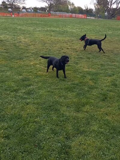 Springville Dog Park - Camarillo, CA