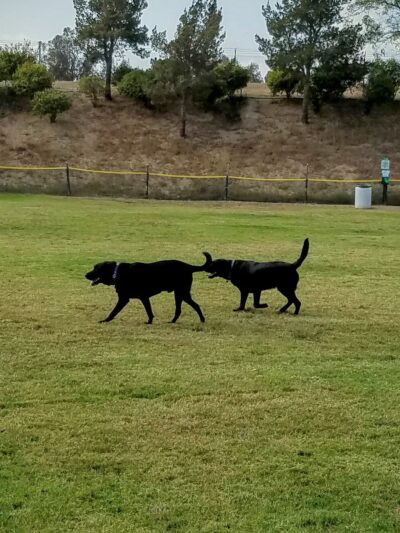 Springville Dog Park - Camarillo, CA