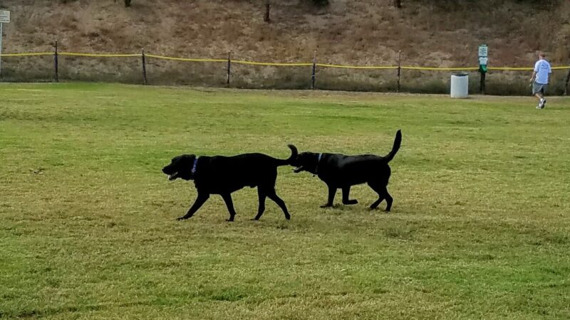 Springville Dog Park - Camarillo, CA