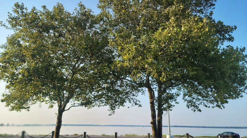 Gerry Boyle Park at Great Marsh Boat Launch - Cambridge, MD