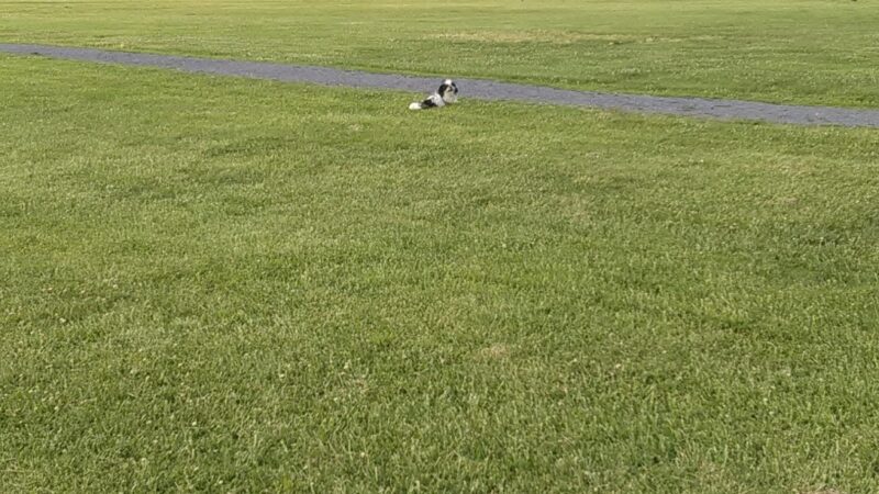 Gerry Boyle Park at Great Marsh Boat Launch - Cambridge, MD