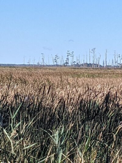 Marsh Edge Trail - Cambridge, MD