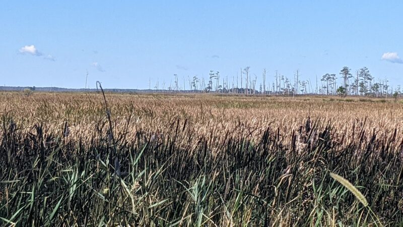 Marsh Edge Trail - Cambridge, MD