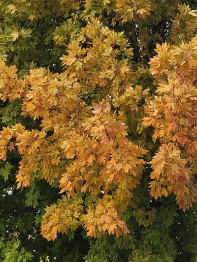 McKinley Park - Cambridge, NE