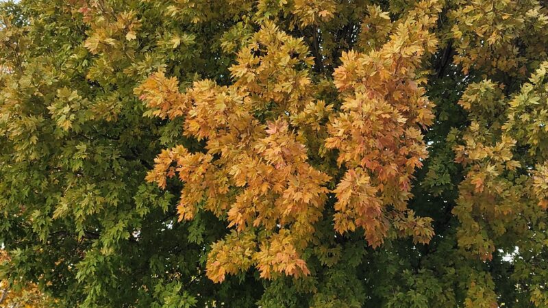 McKinley Park - Cambridge, NE
