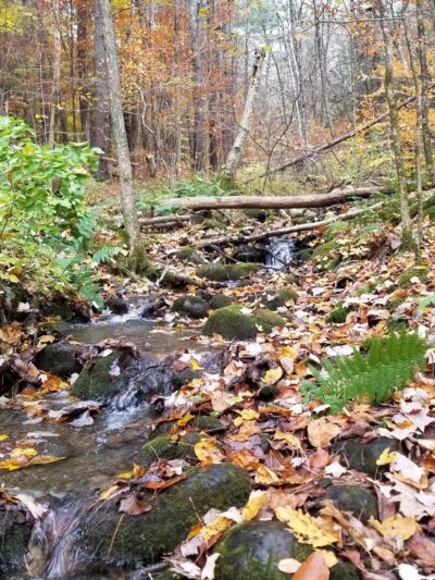 Cambridge Community Forest - Cambridge, NY