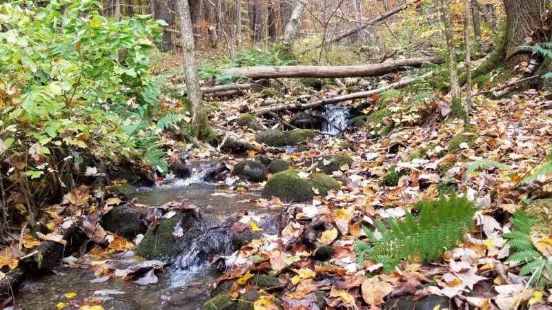 Cambridge Community Forest - Cambridge, NY