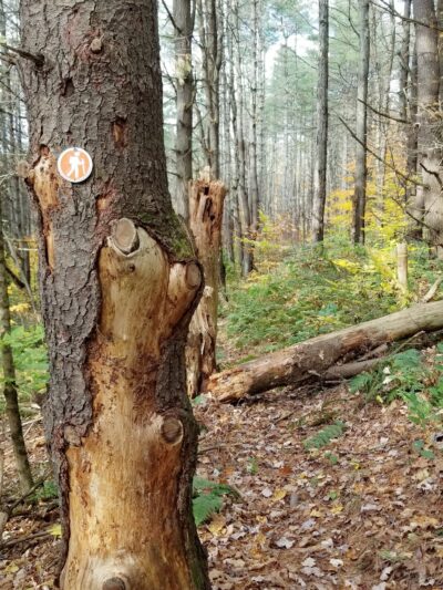Cambridge Community Forest - Cambridge, NY