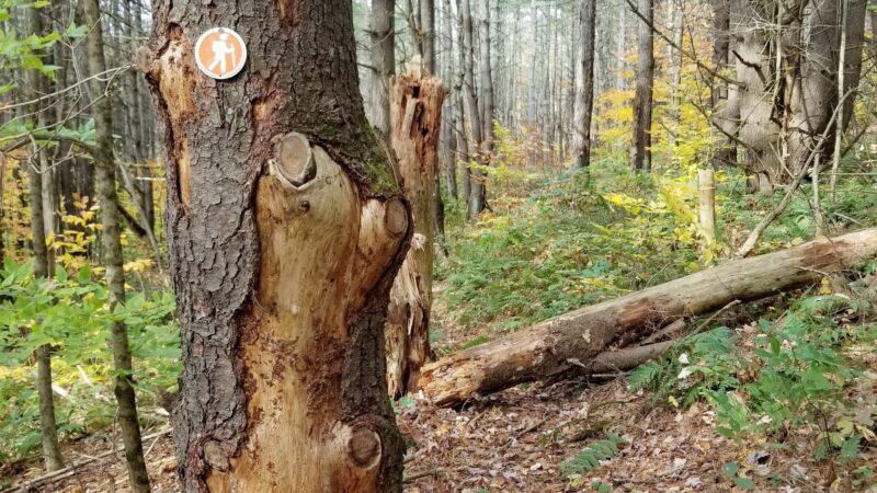 Cambridge Community Forest - Cambridge, NY