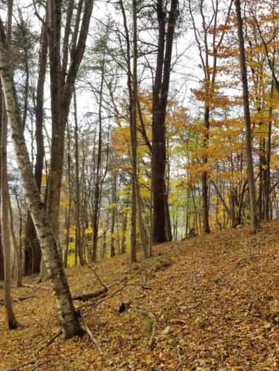 Cambridge Community Forest - Cambridge, NY