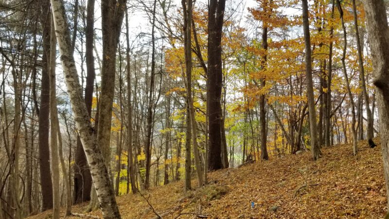 Cambridge Community Forest - Cambridge, NY