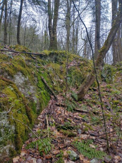 Cambridge Community Forest - Cambridge, NY