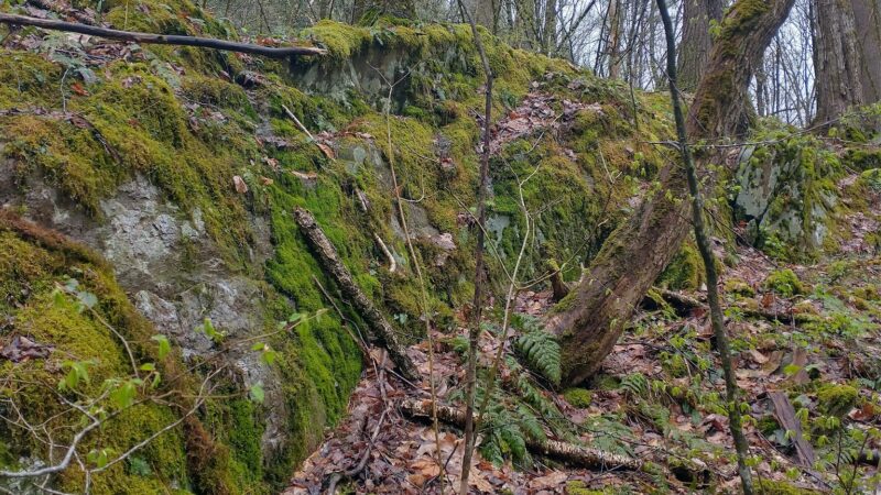 Cambridge Community Forest - Cambridge, NY