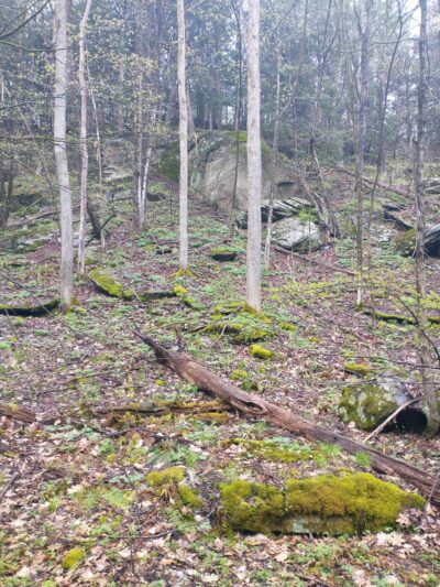 Cambridge Community Forest - Cambridge, NY