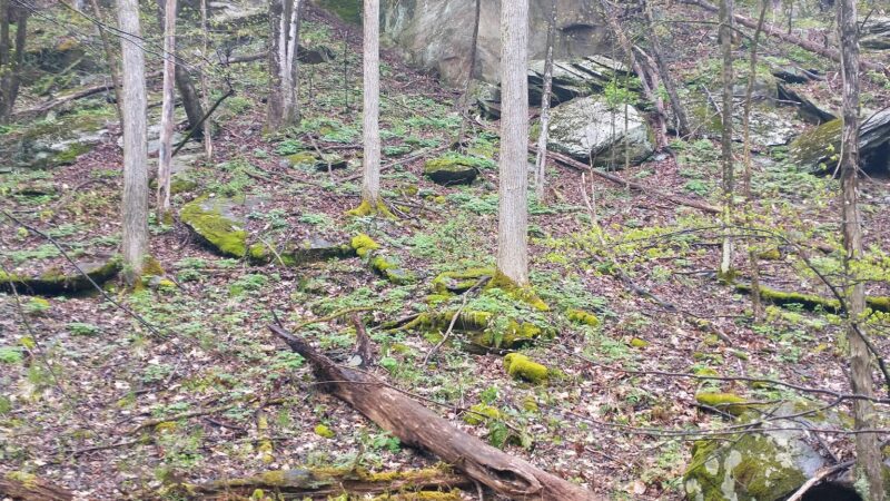 Cambridge Community Forest - Cambridge, NY
