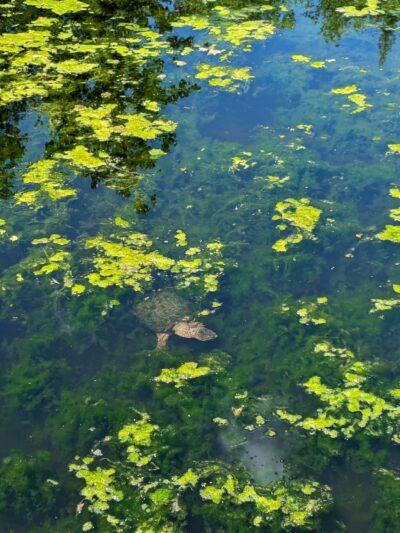 Cambridge Community Forest - Parking - Cambridge, NY