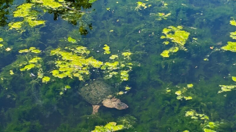 Cambridge Community Forest - Parking - Cambridge, NY