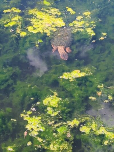 Cambridge Community Forest - Parking - Cambridge, NY