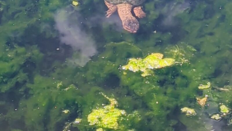 Cambridge Community Forest - Parking - Cambridge, NY