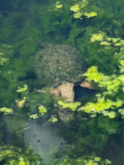 Cambridge Community Forest - Parking - Cambridge, NY