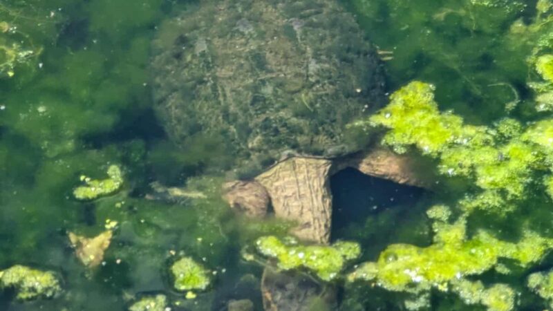 Cambridge Community Forest - Parking - Cambridge, NY
