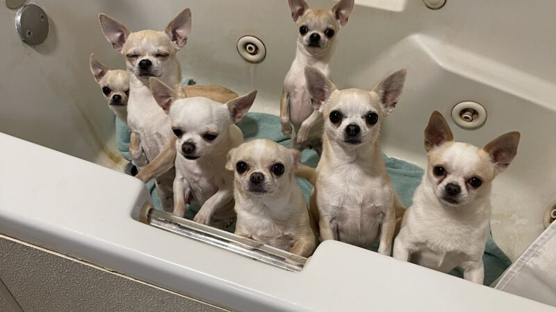 Waggin Tails - Camden, AR