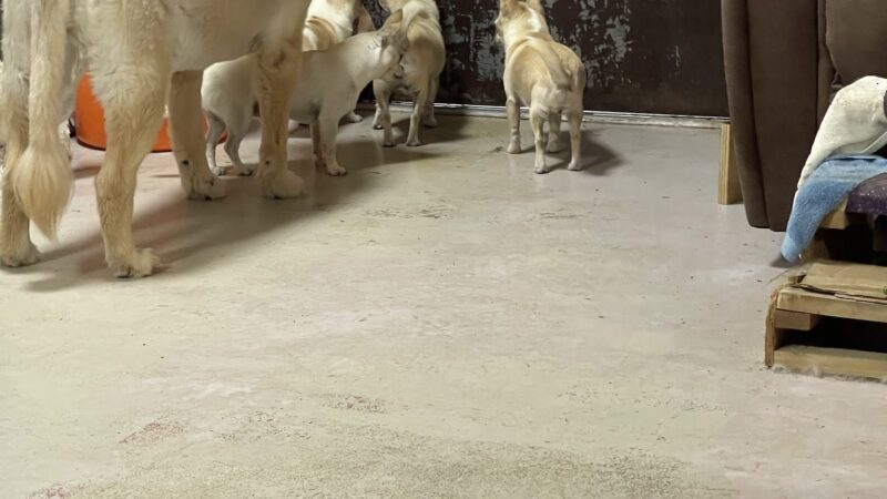 Waggin Tails - Camden, AR
