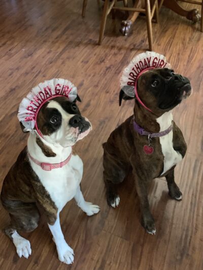 Waggin Tails - Camden, AR