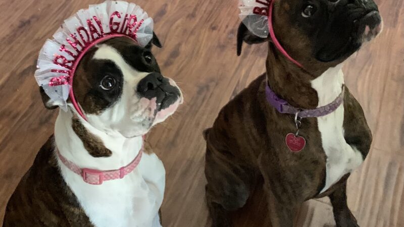 Waggin Tails - Camden, AR